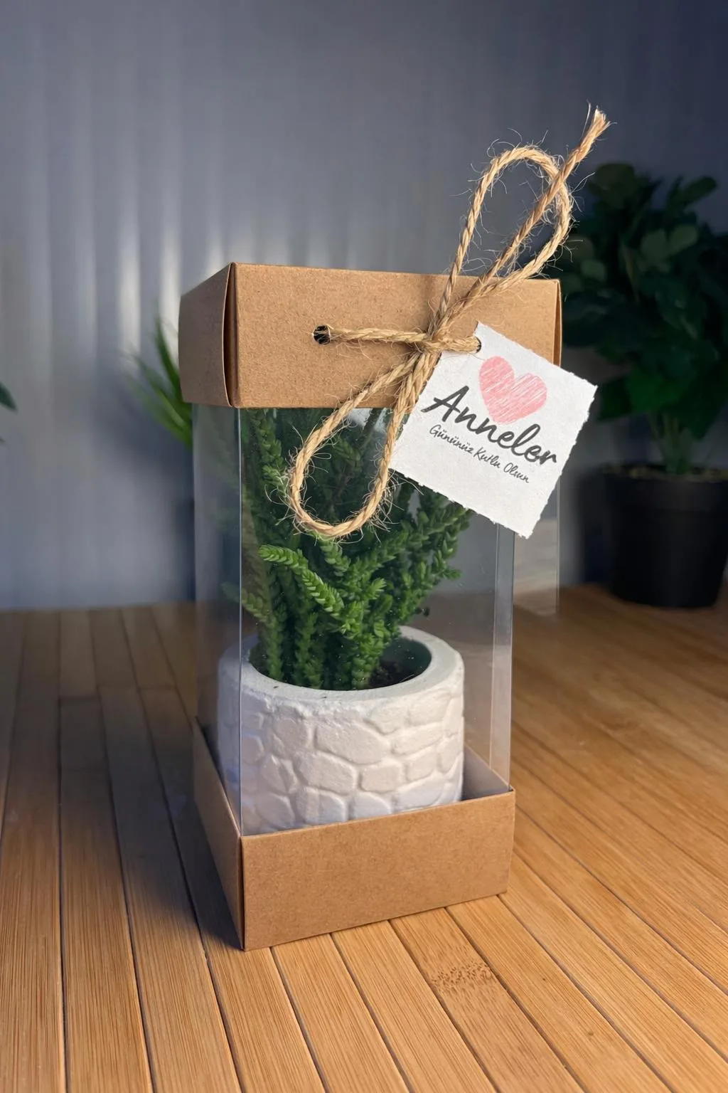Asetat Kutulu Beton(2) Saksılı Sukulent