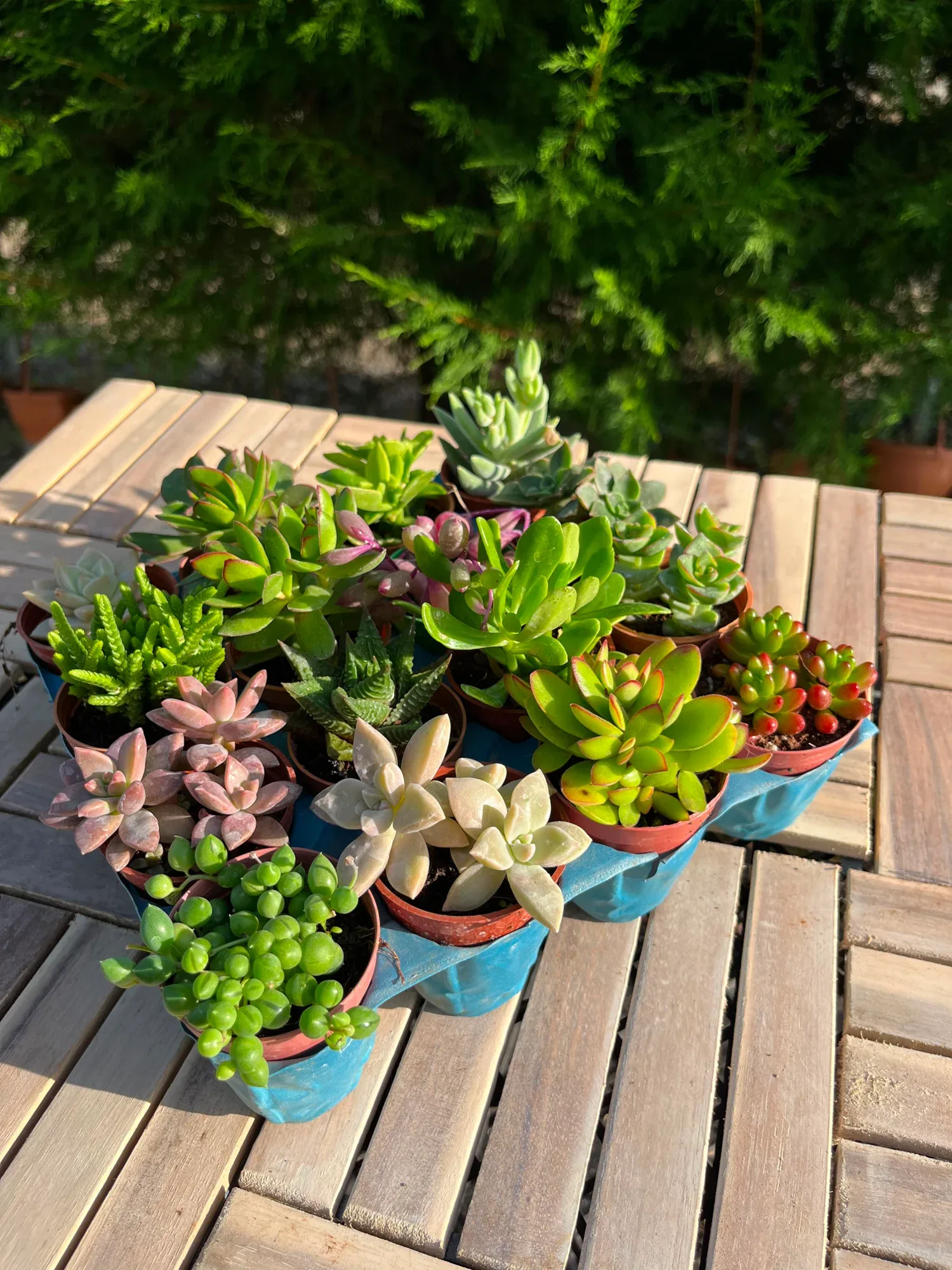15'li Sukulent Set