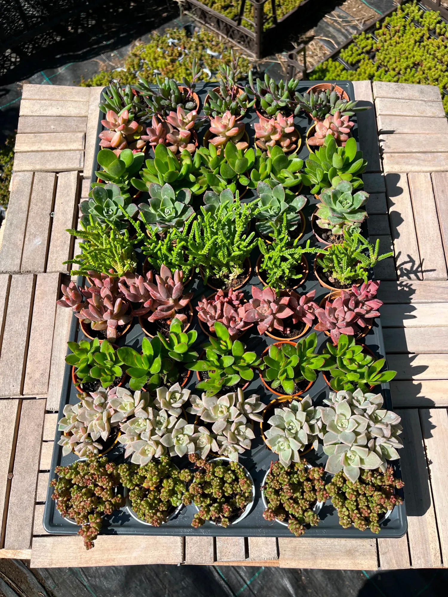 40'lı Sukulent Set