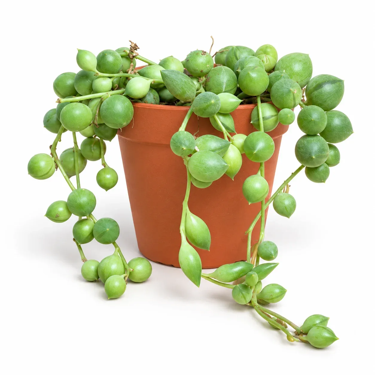 Senecio Rowleyanu ( Tespih Çiçeği )