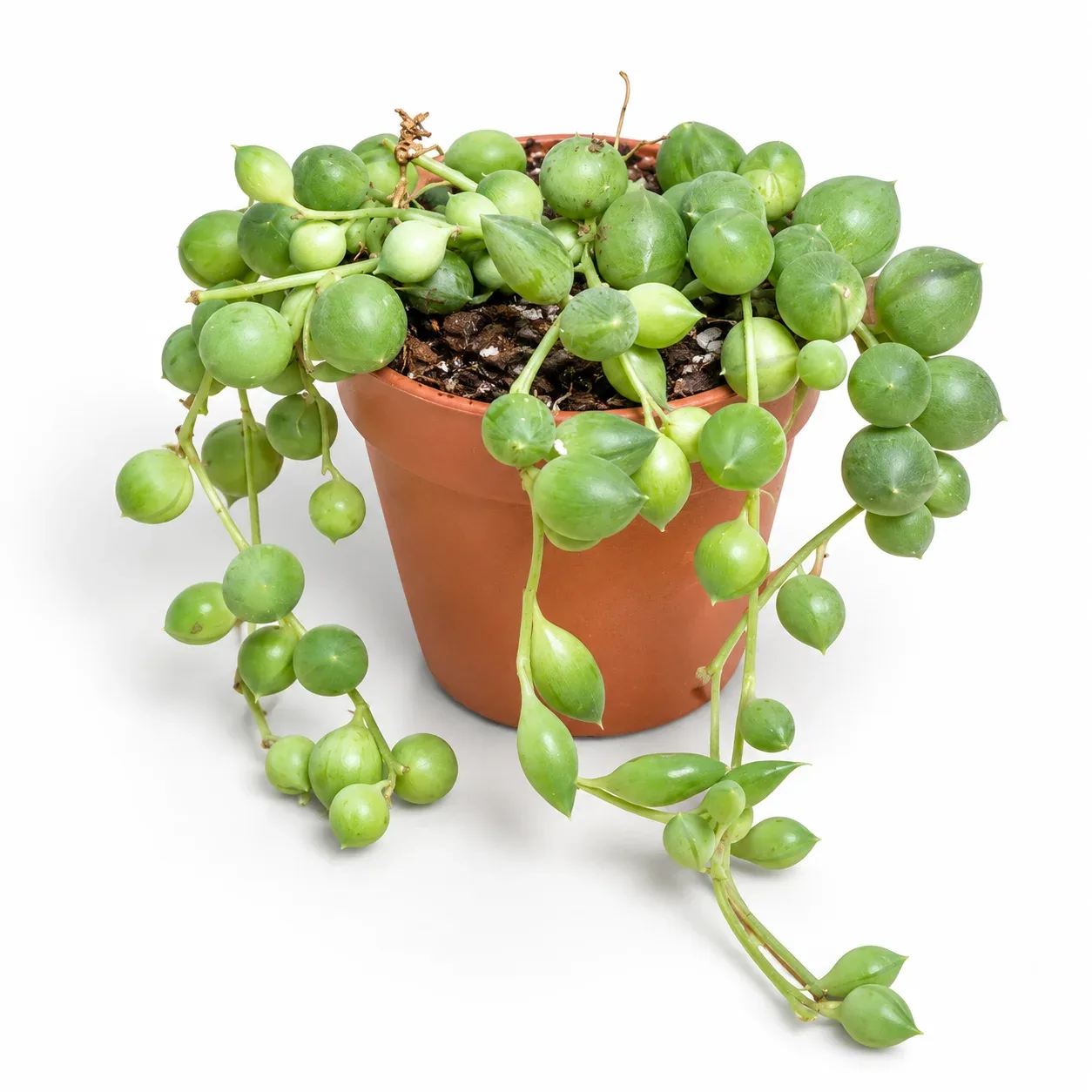Senecio Rowleyanu ( Tespih Çiçeği )