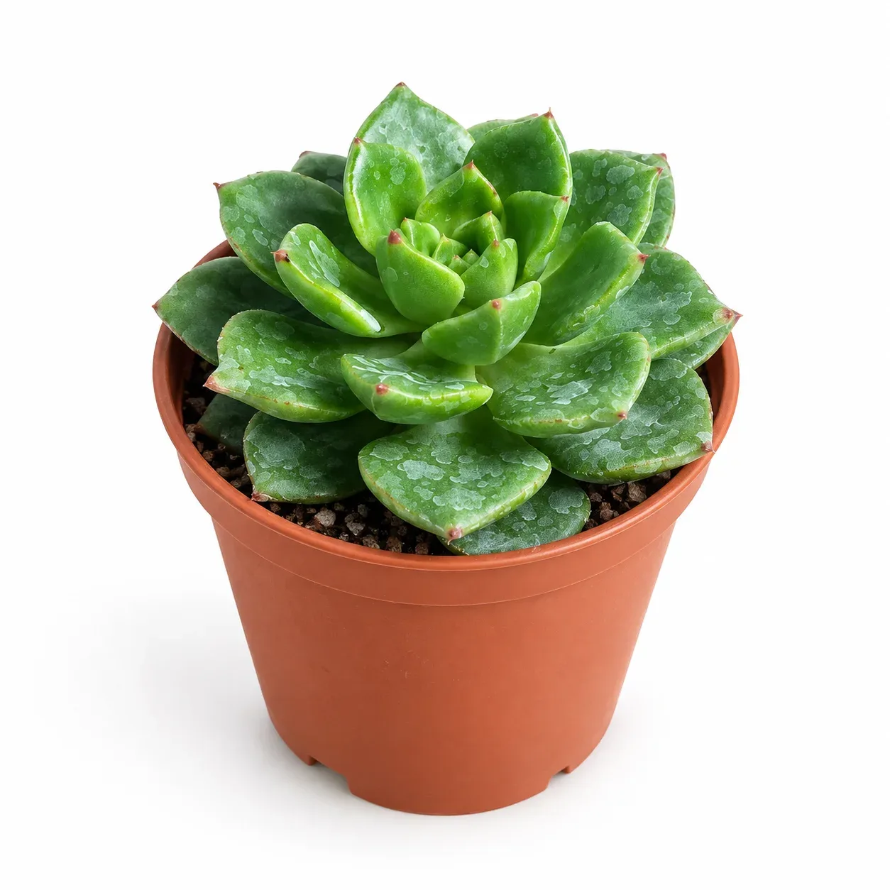 Sedeveria Letizia
