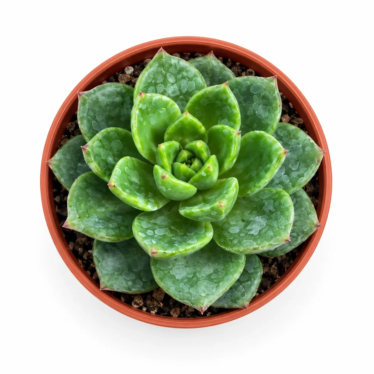 Sedeveria Letizia