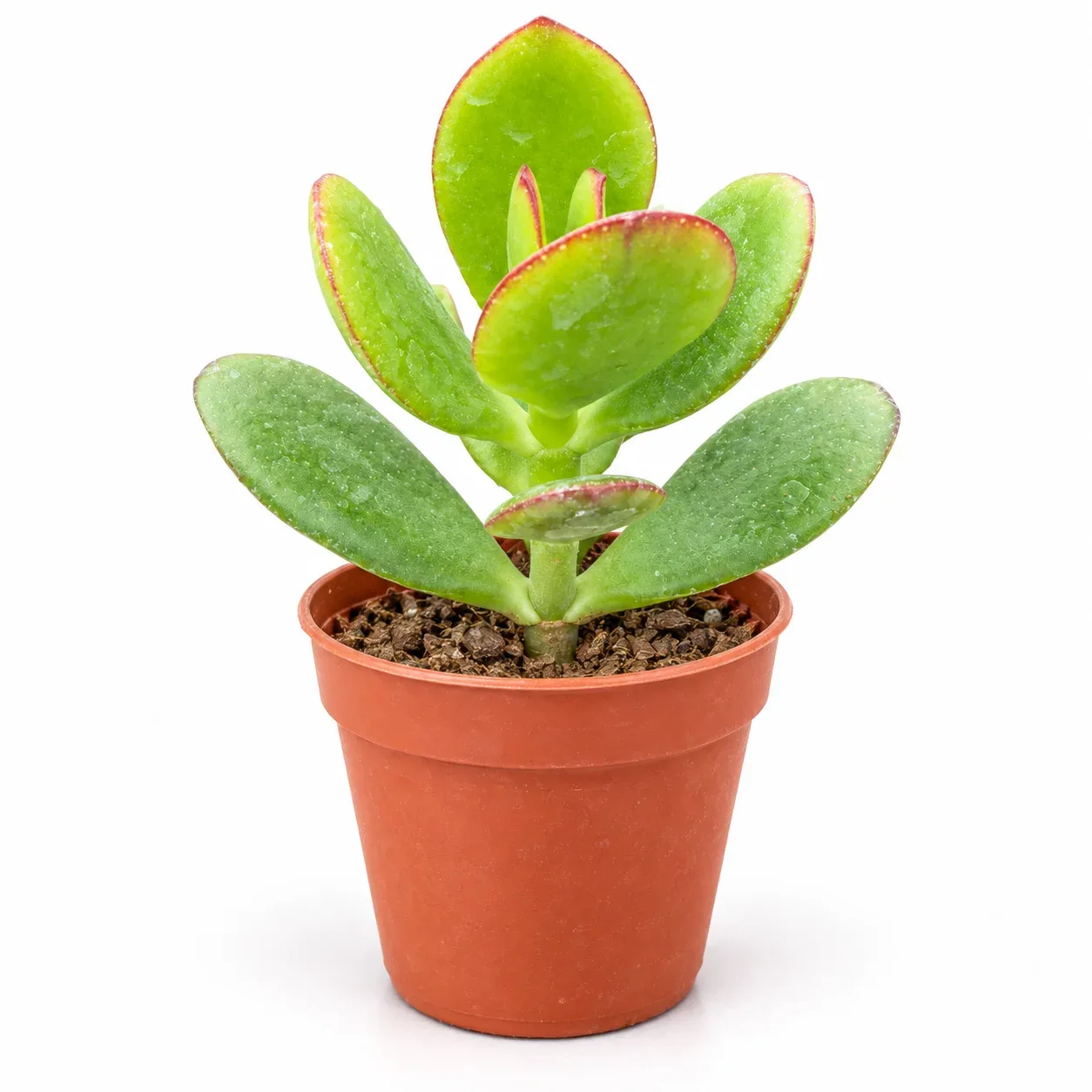 Crassula Ovata  ( Para Çiçeği )