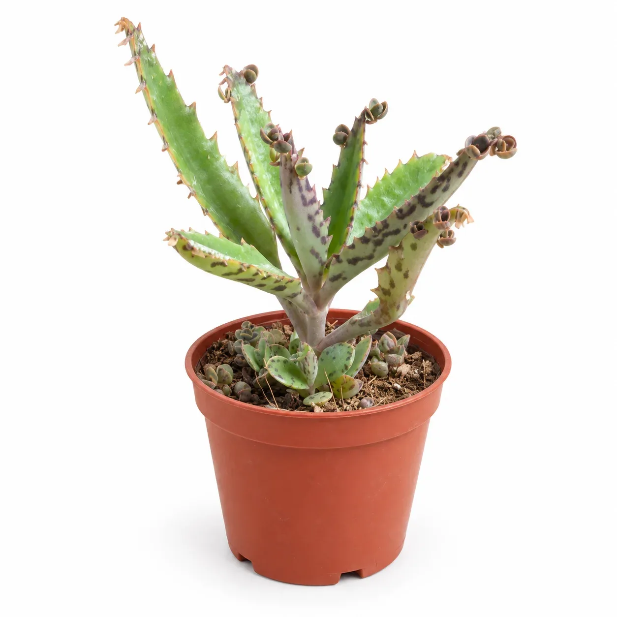 Kalanchoe daigremont  ( Aşkın Gözyaşı )