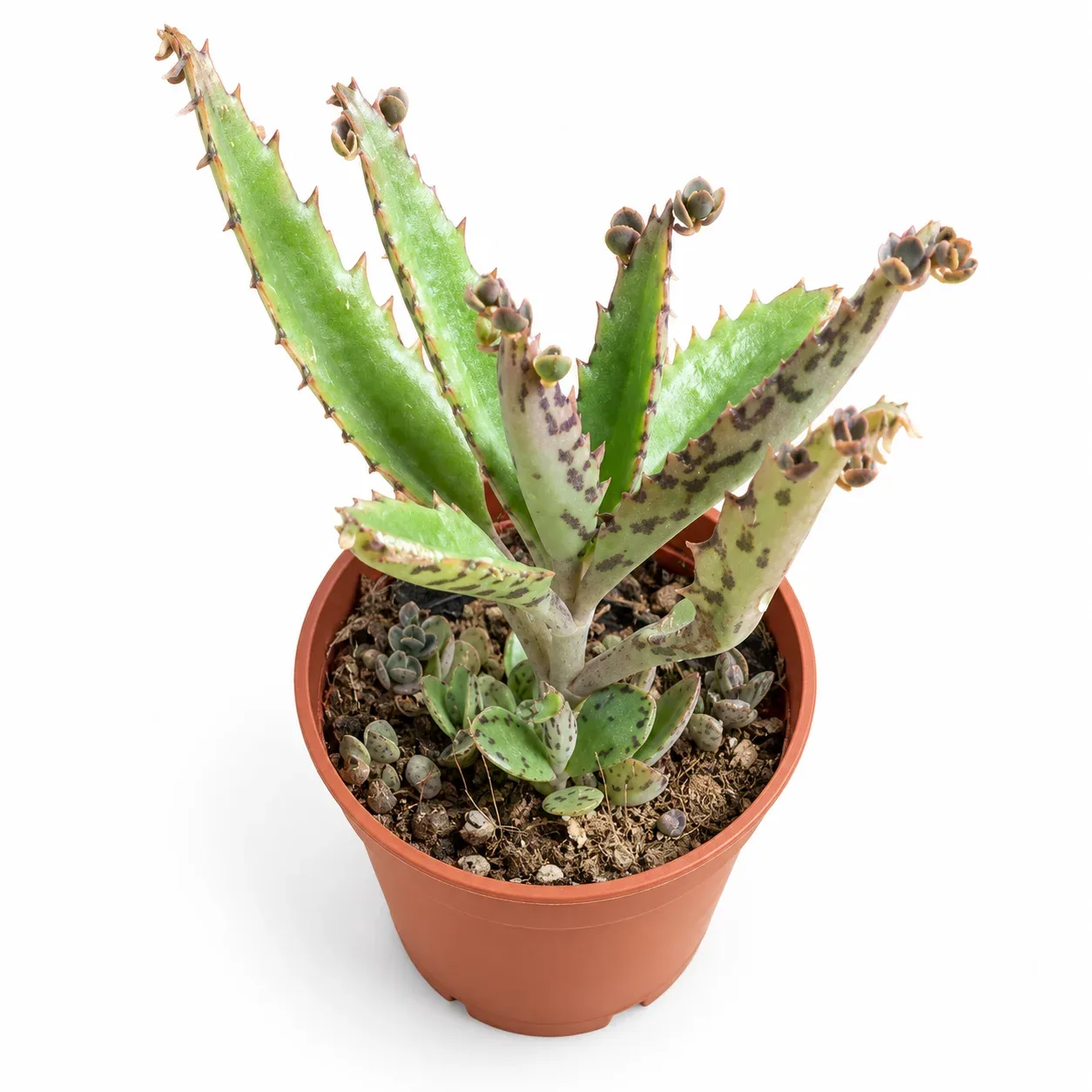 Kalanchoe daigremont  ( Aşkın Gözyaşı )