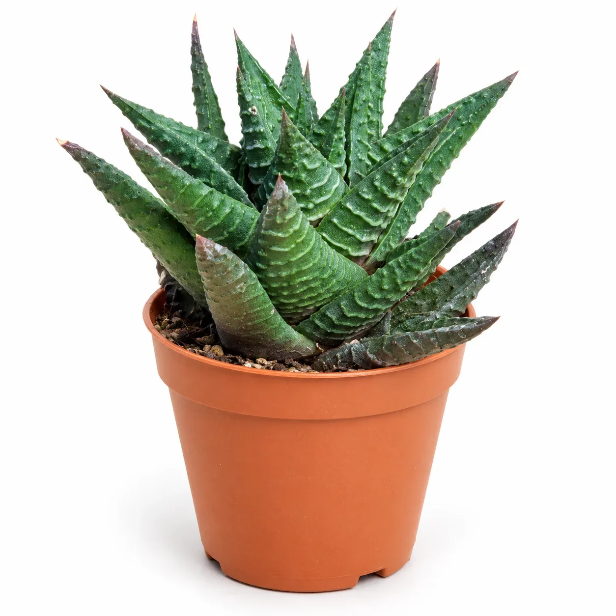 Haworthia Limifolia