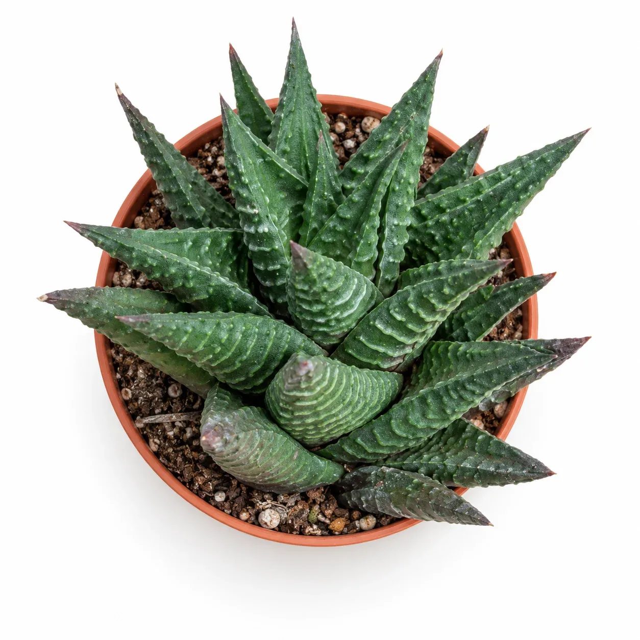 Haworthia Limifolia