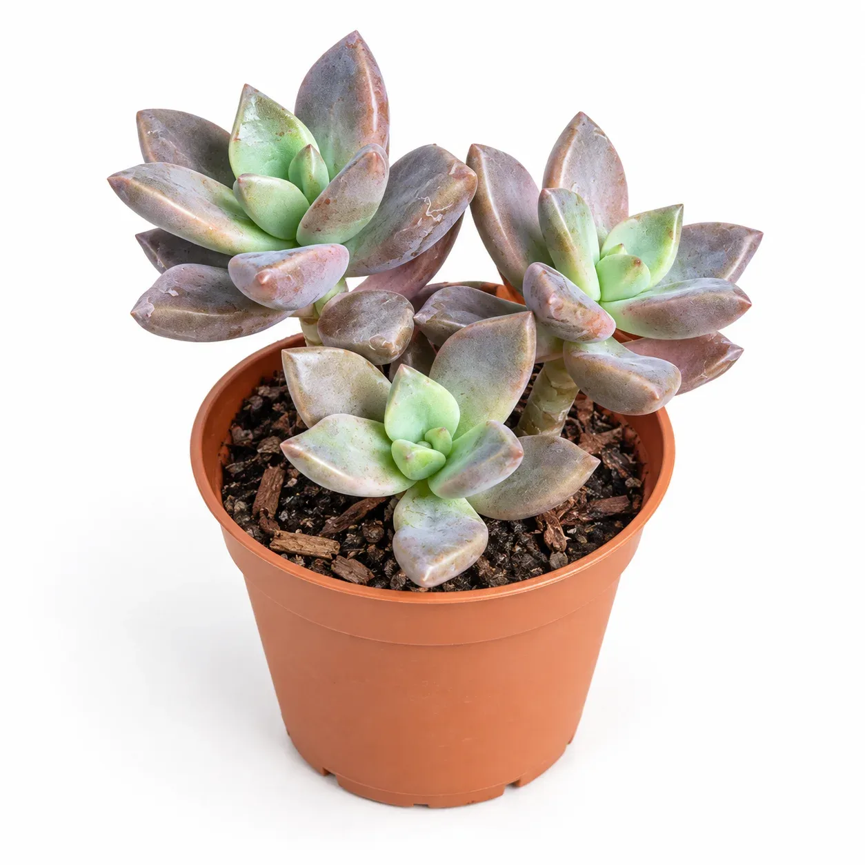 Graptosedum Bronze