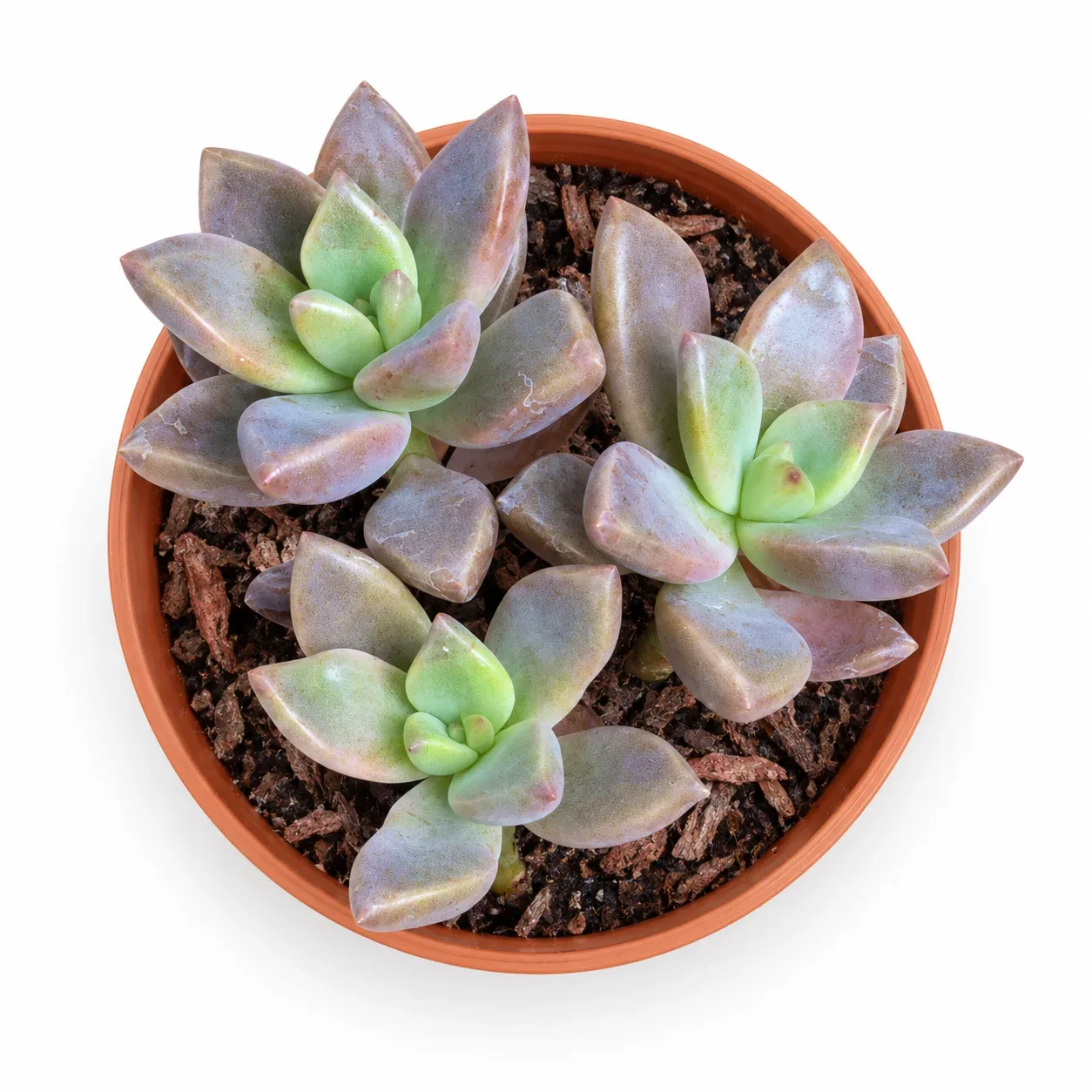 Graptosedum Bronze