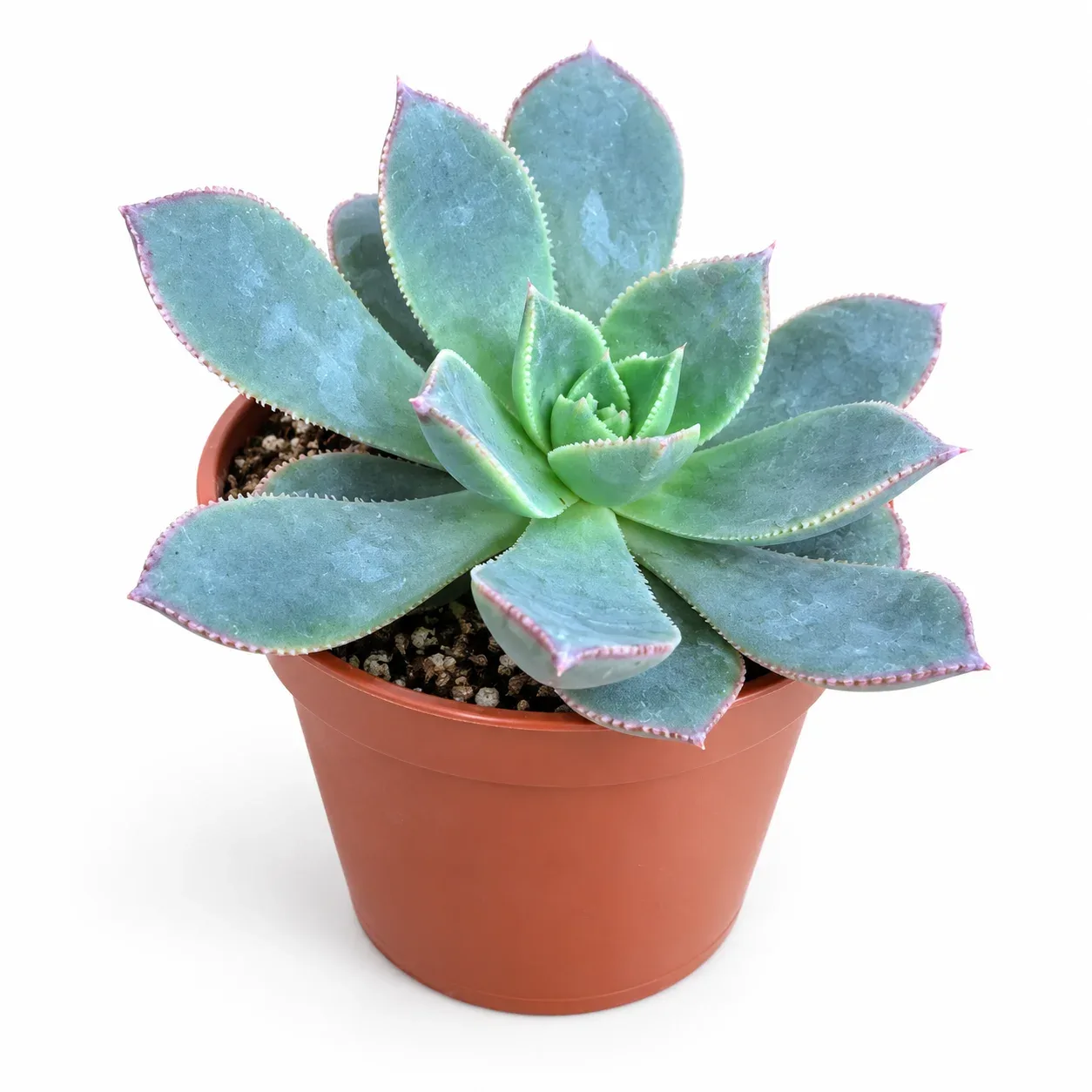 Aeonium haworthi