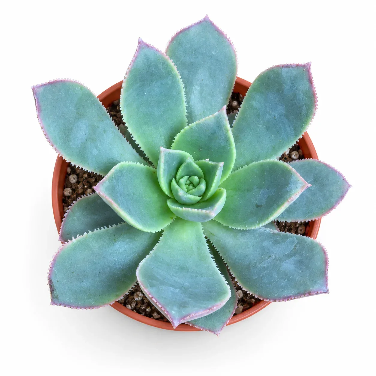 Aeonium haworthi