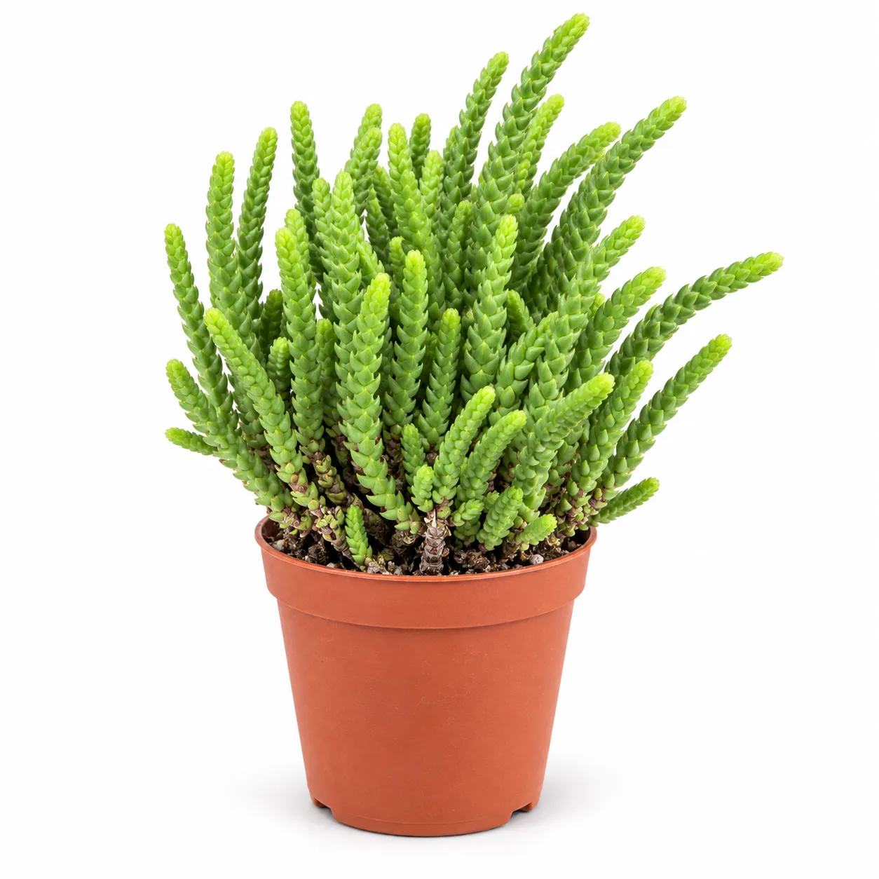 Crassula muscosa ( Prenses Çamı )