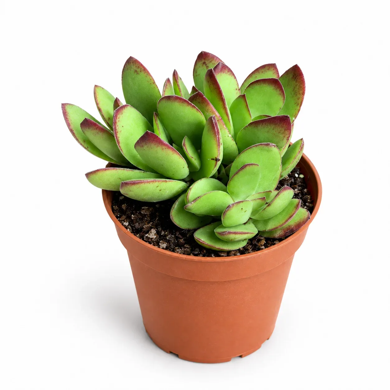 Crassula Platyphylla