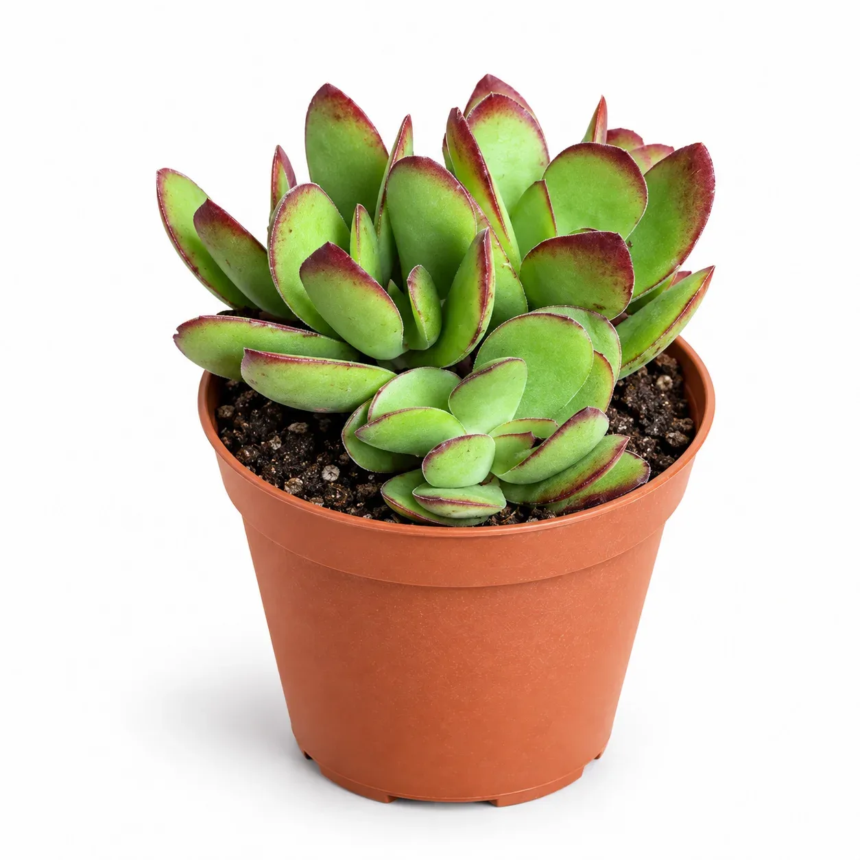Crassula Platyphylla