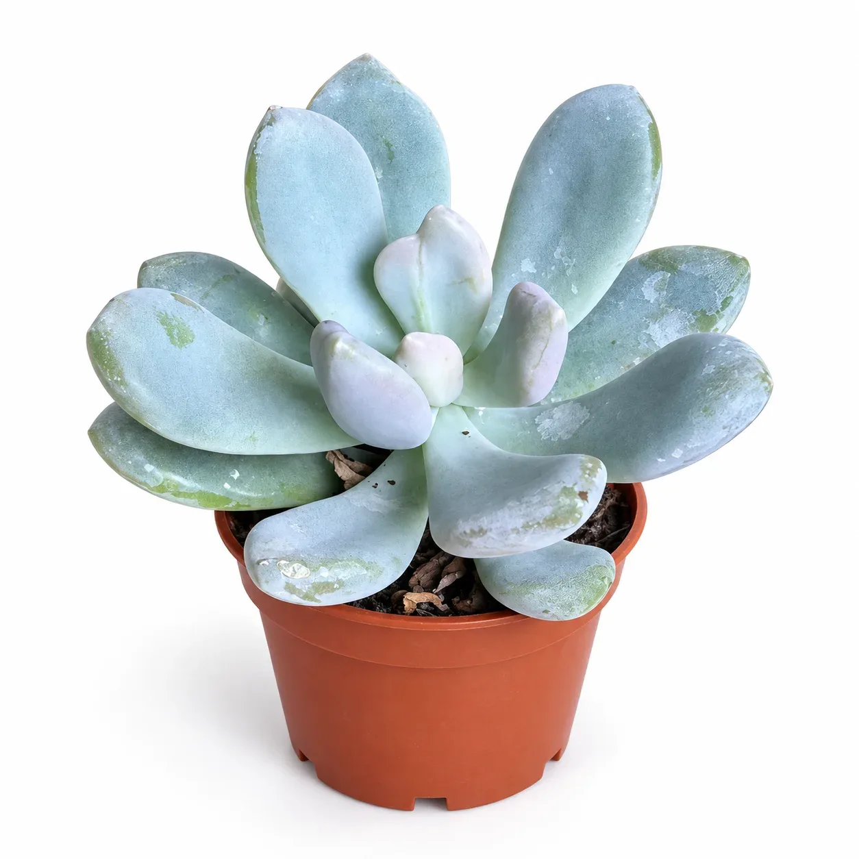 Pachyphytum Oviferum