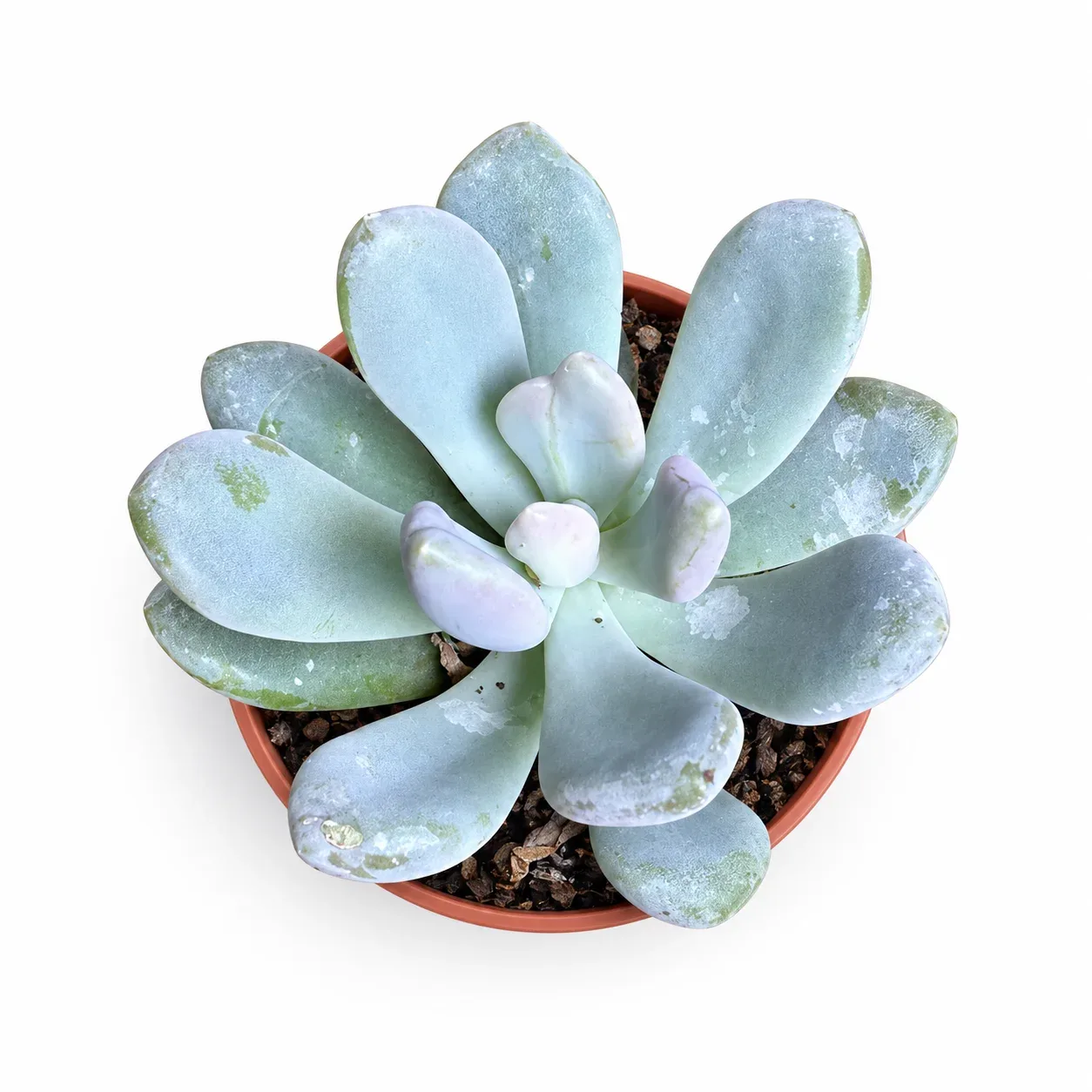 Pachyphytum Oviferum