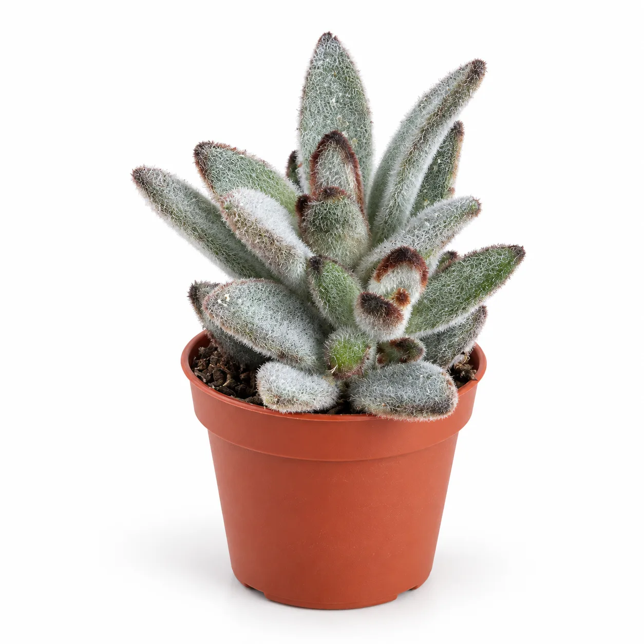 Kalanchoe Tomentosa. ( Panda Bİtkisi )
