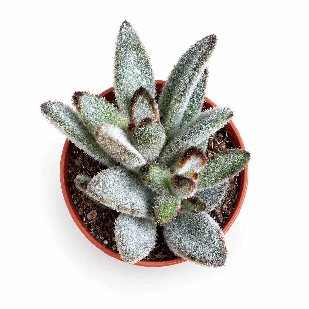Kalanchoe Tomentosa. ( Panda Bİtkisi )