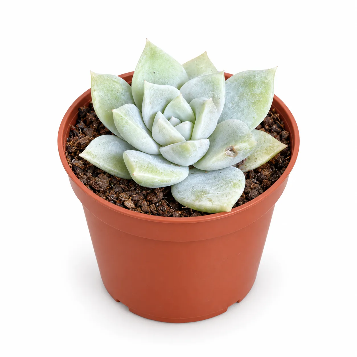 Graptoveria Pistachio