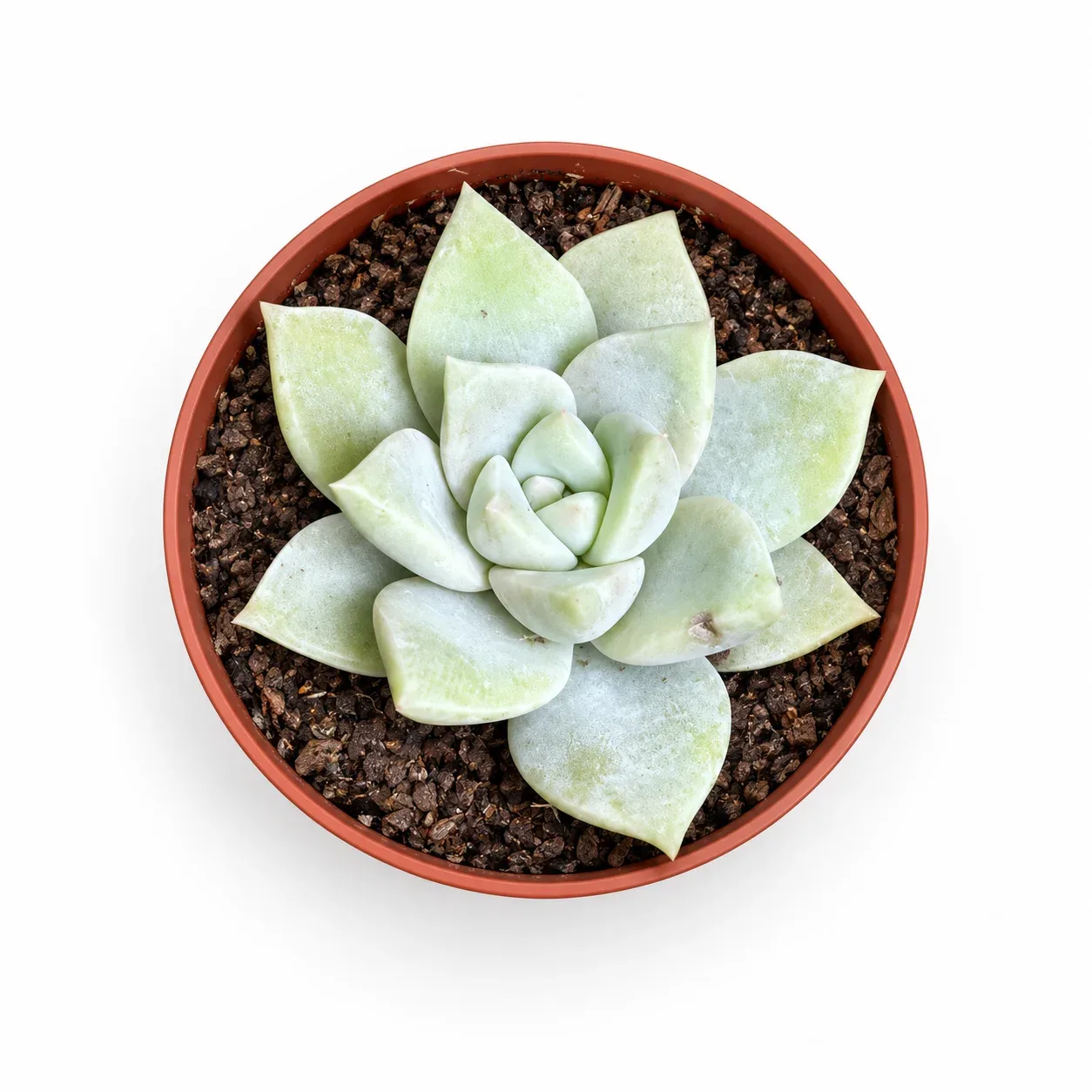 Graptoveria Pistachio
