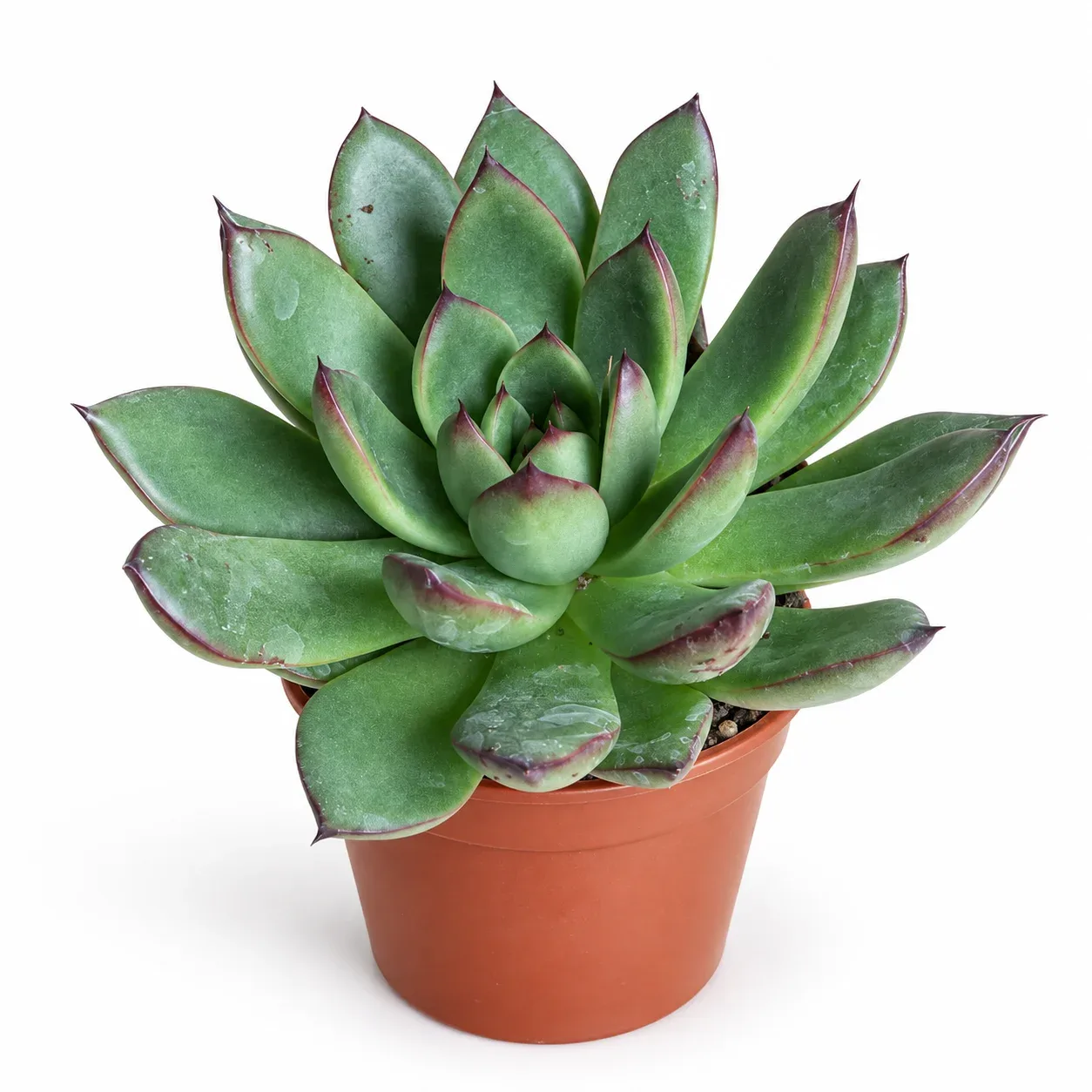Echeveria Agavoides