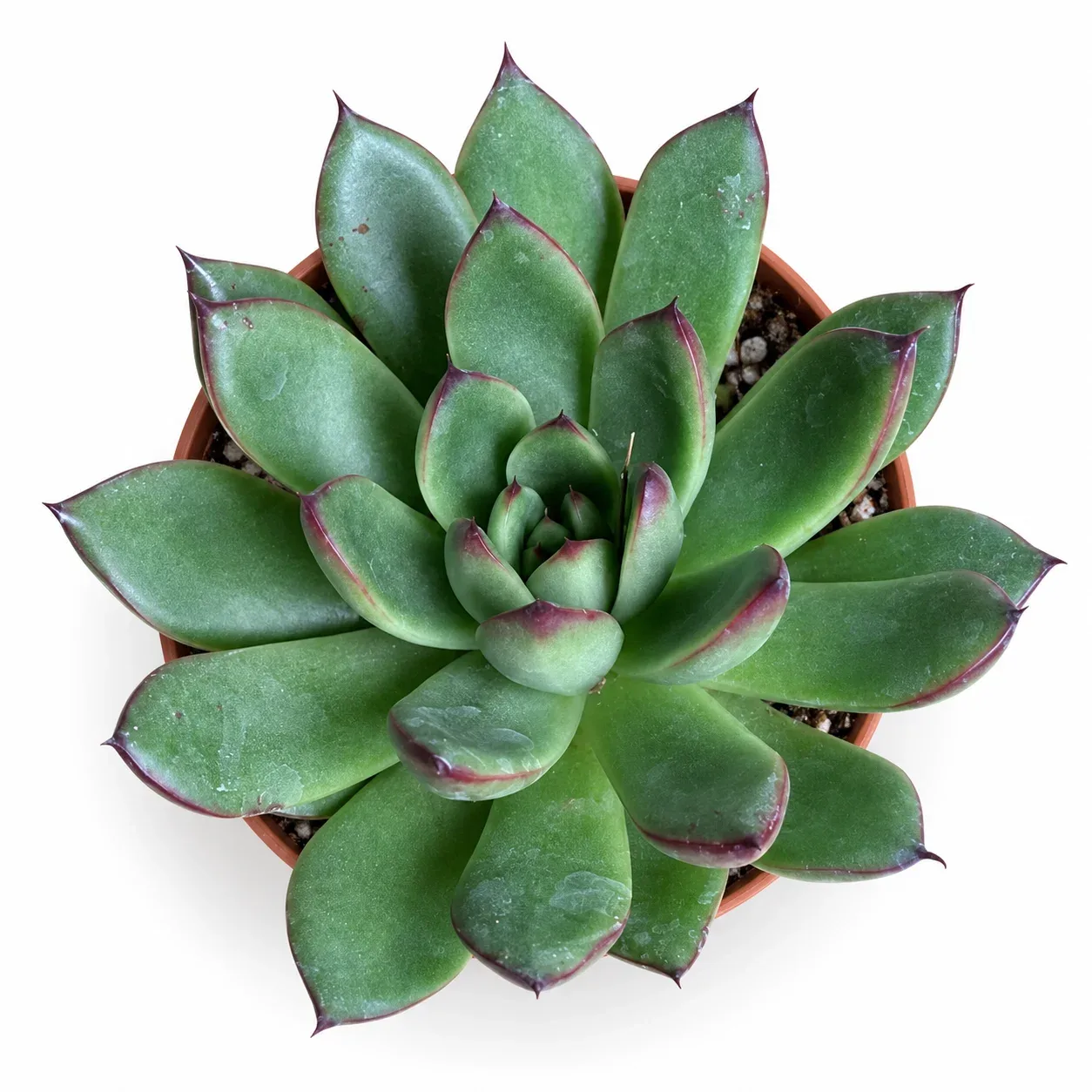 Echeveria Agavoides