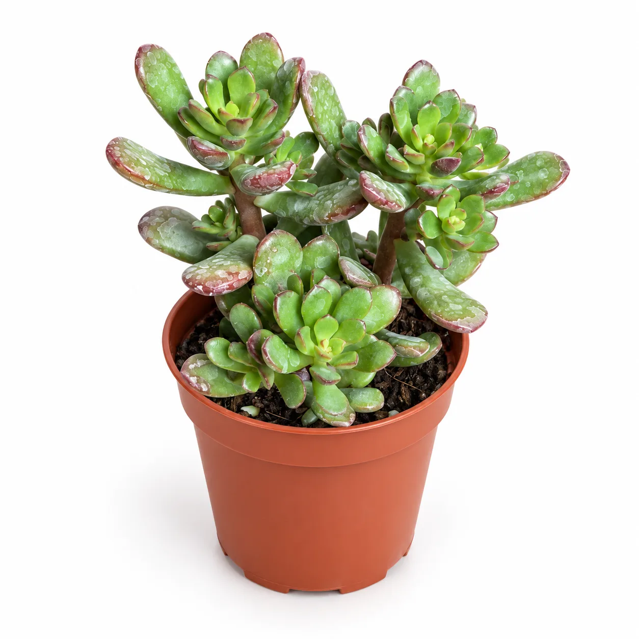 Sedum Joyce