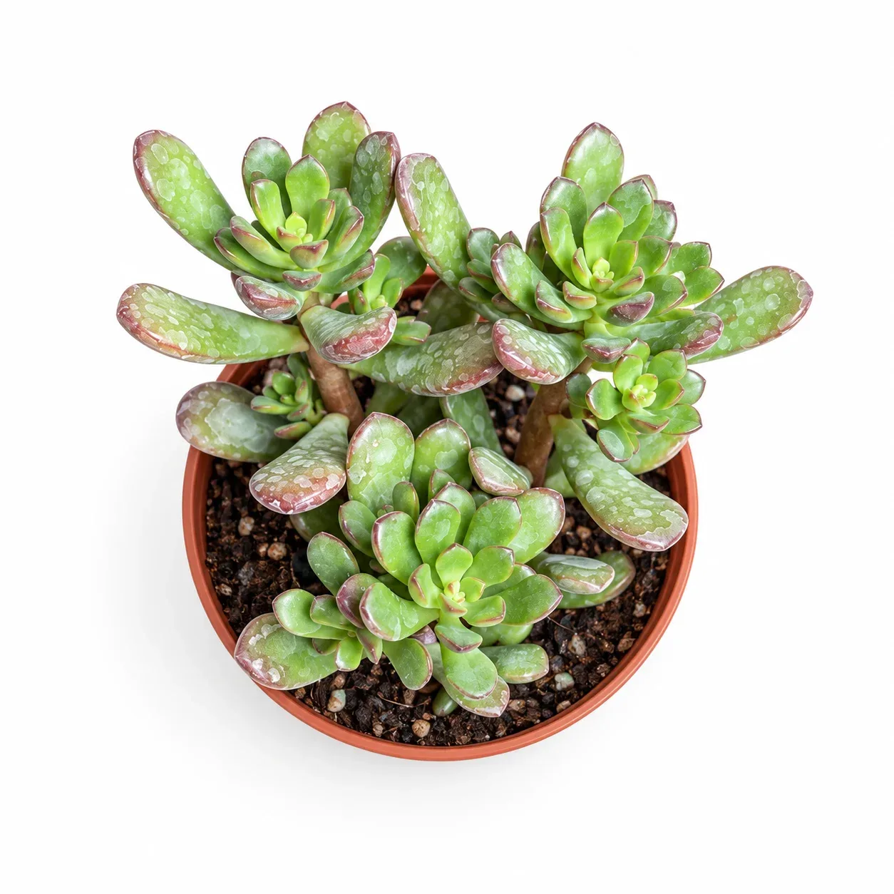 Sedum Joyce