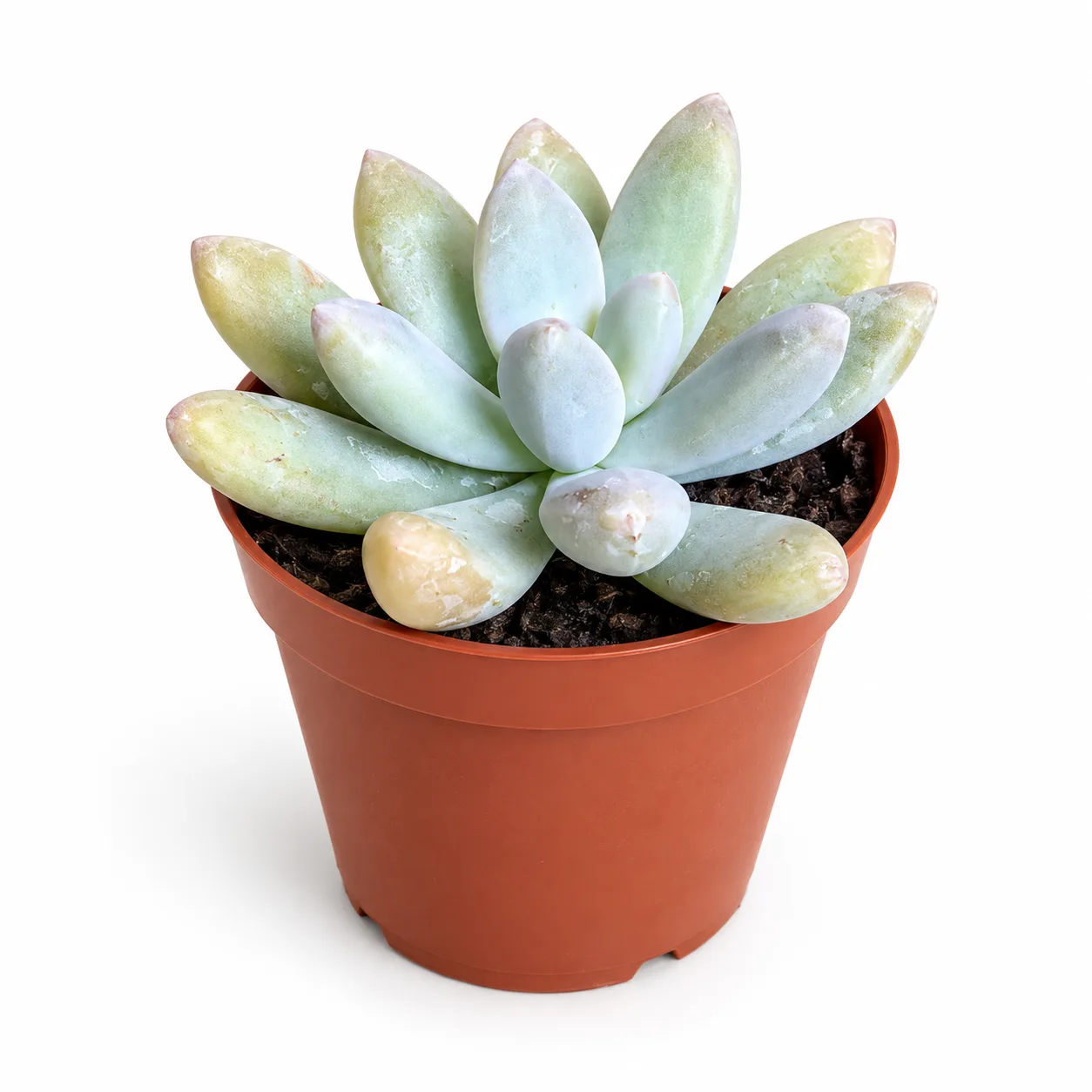 Pachyphytum Moonsilver