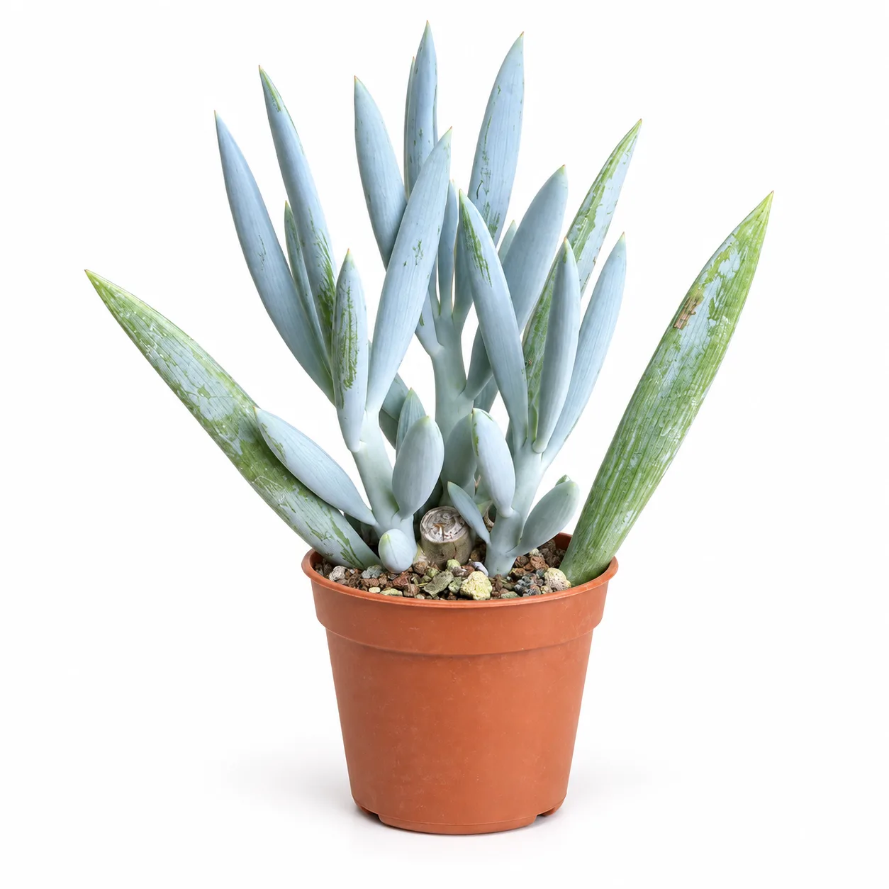 Senecio Ficoides ‘Mount Everest’