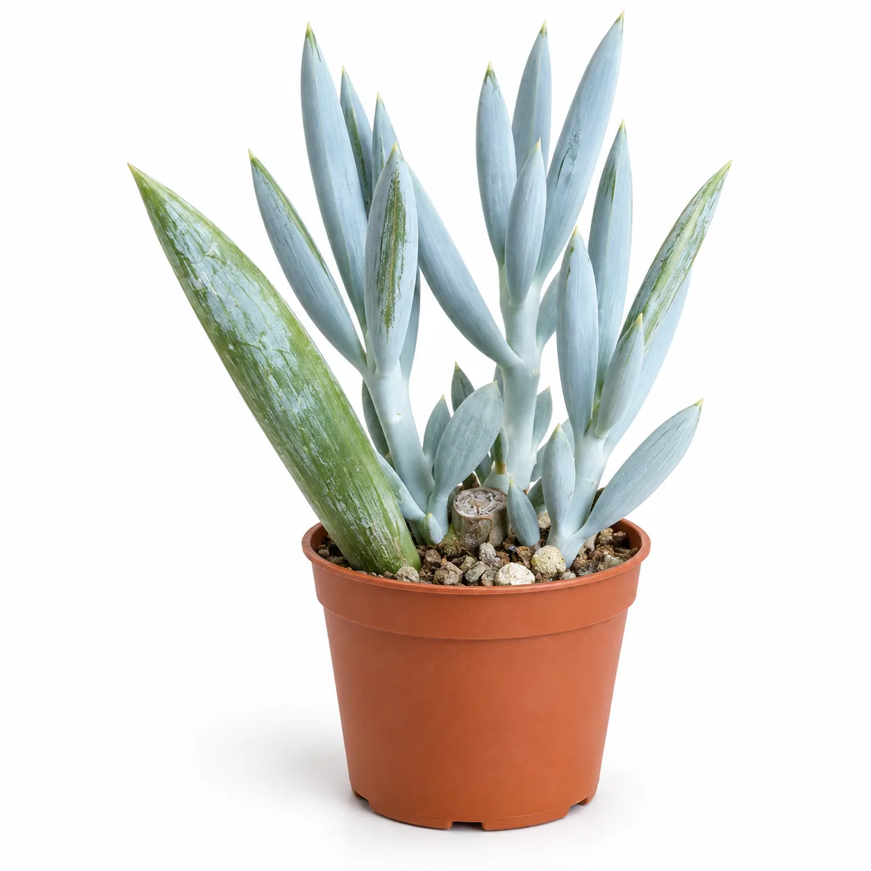 Senecio Ficoides ‘Mount Everest’