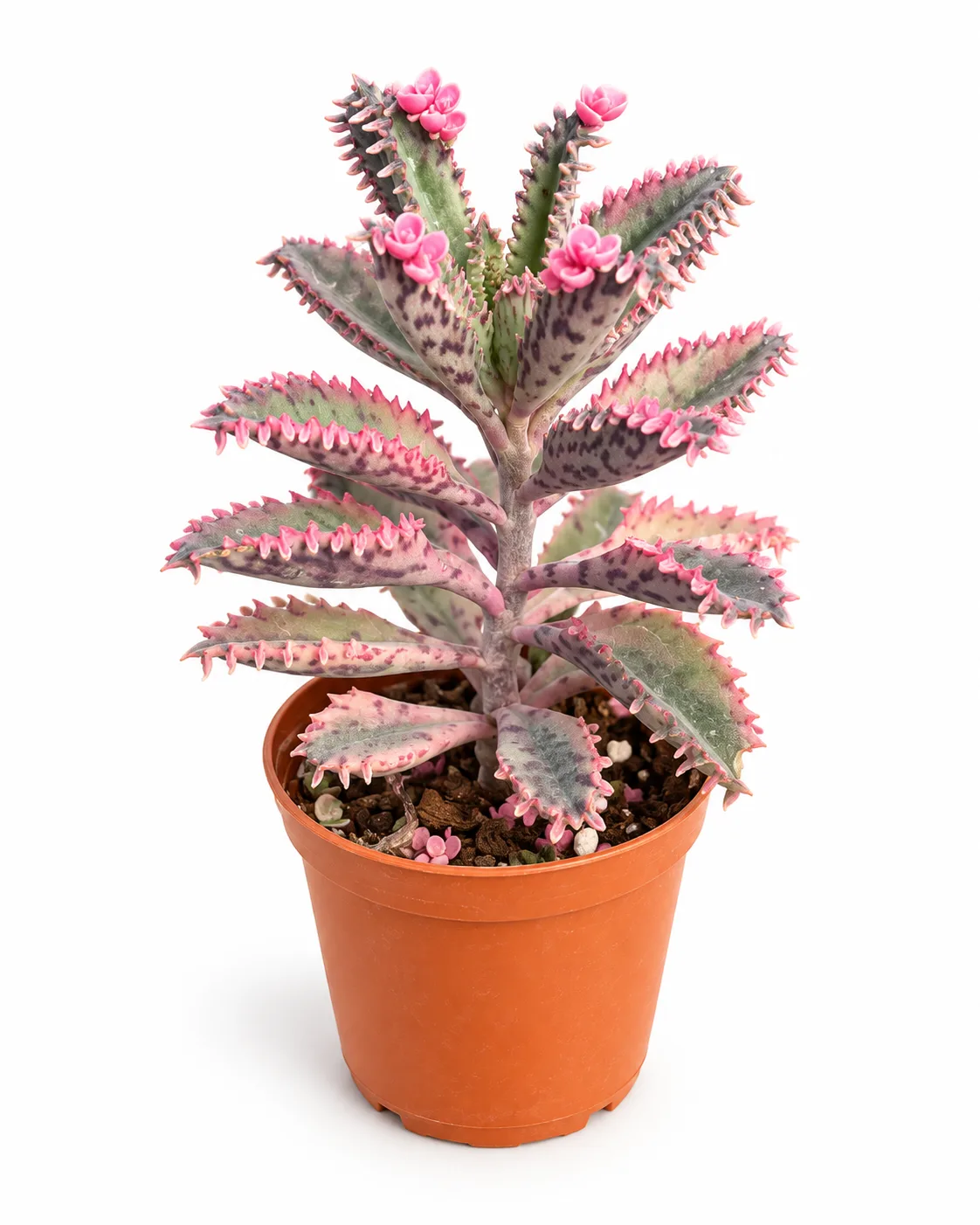 Kalanchoe houghtonii Pink Teeth ( Pembe Aşkın Gözyaşı )