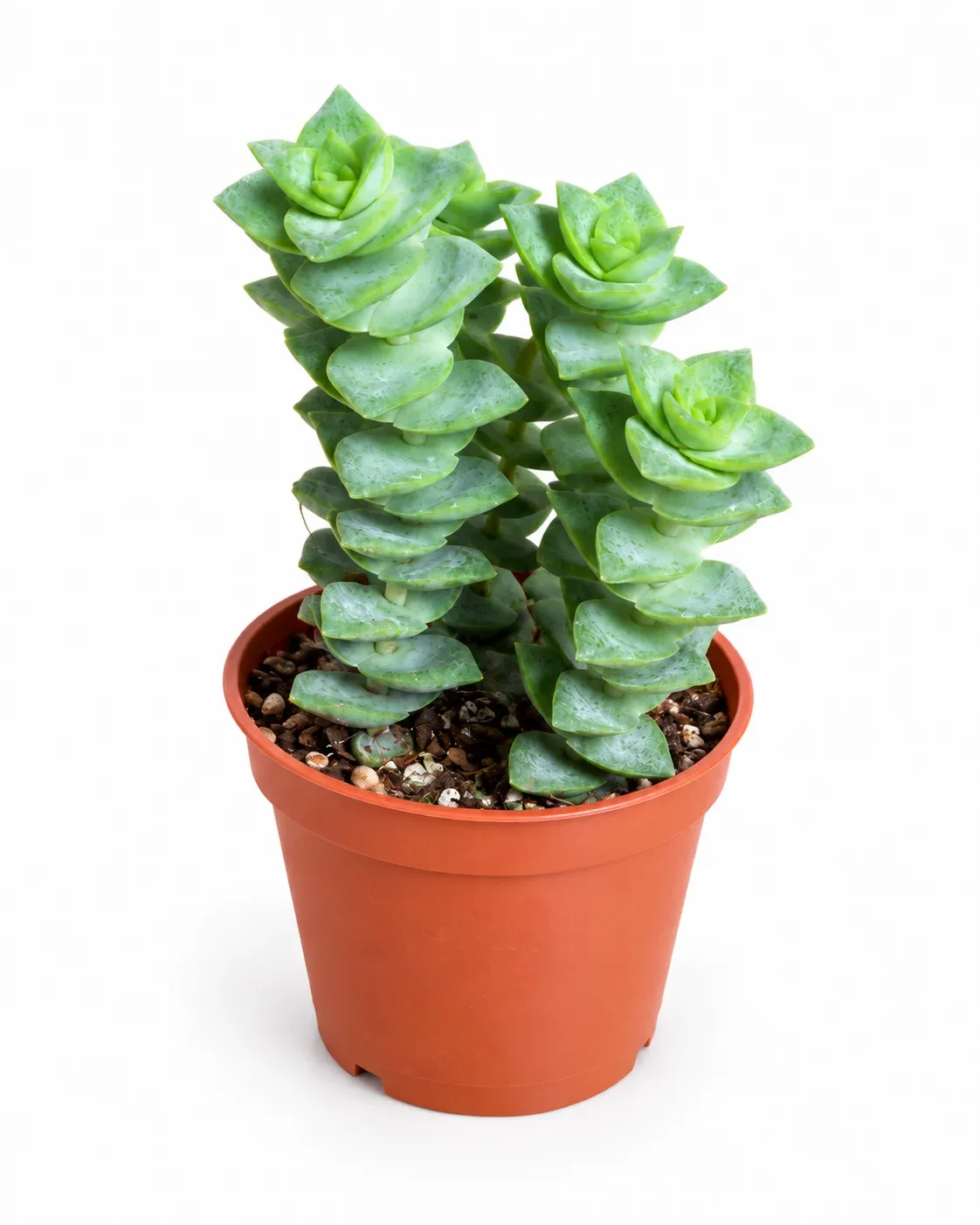 Crassula perforata ( Düğme Dizesi )