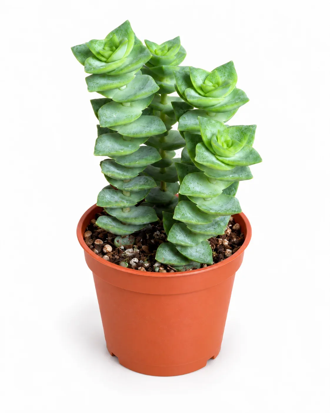 Crassula perforata ( Düğme Dizesi )