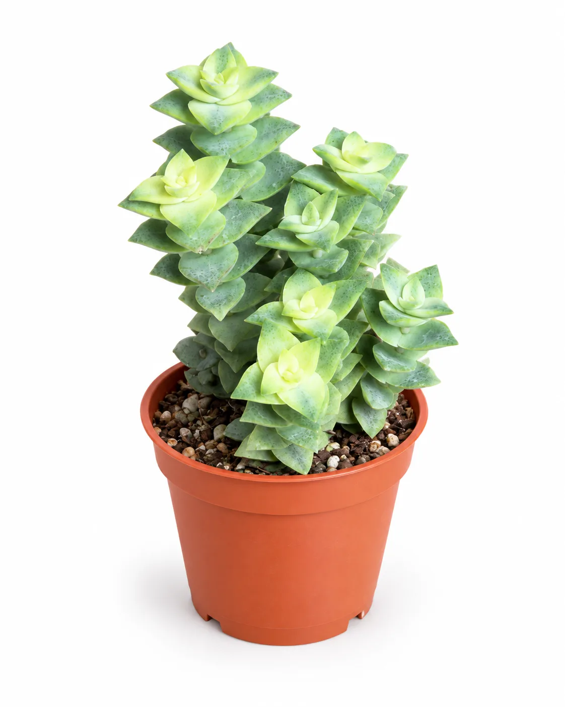 Crassula perforata variegata (Alacalı Düğme Dizesi)
