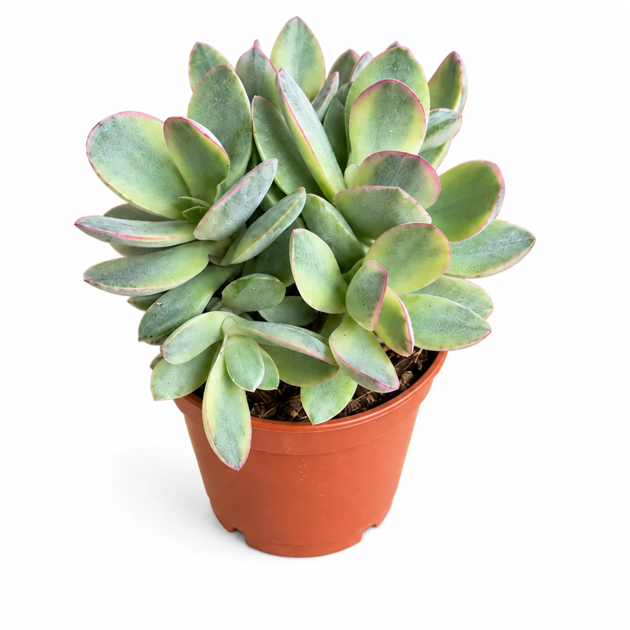 Crassula Swaziensis Variegata