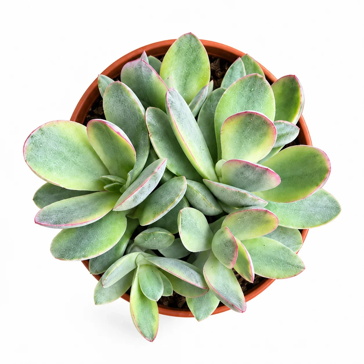 Crassula Swaziensis Variegata