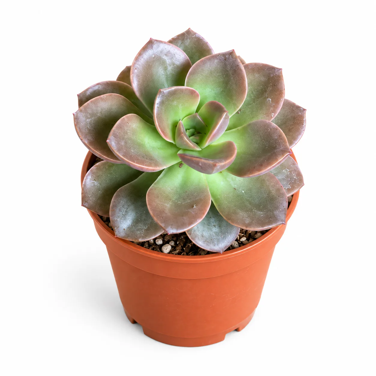 Echeveria Melaco