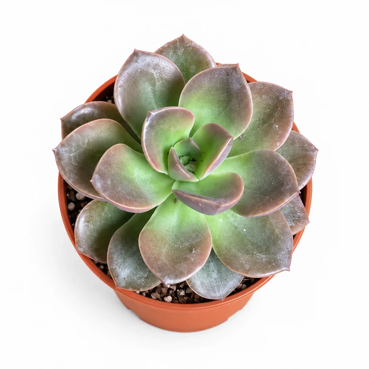 Echeveria Melaco
