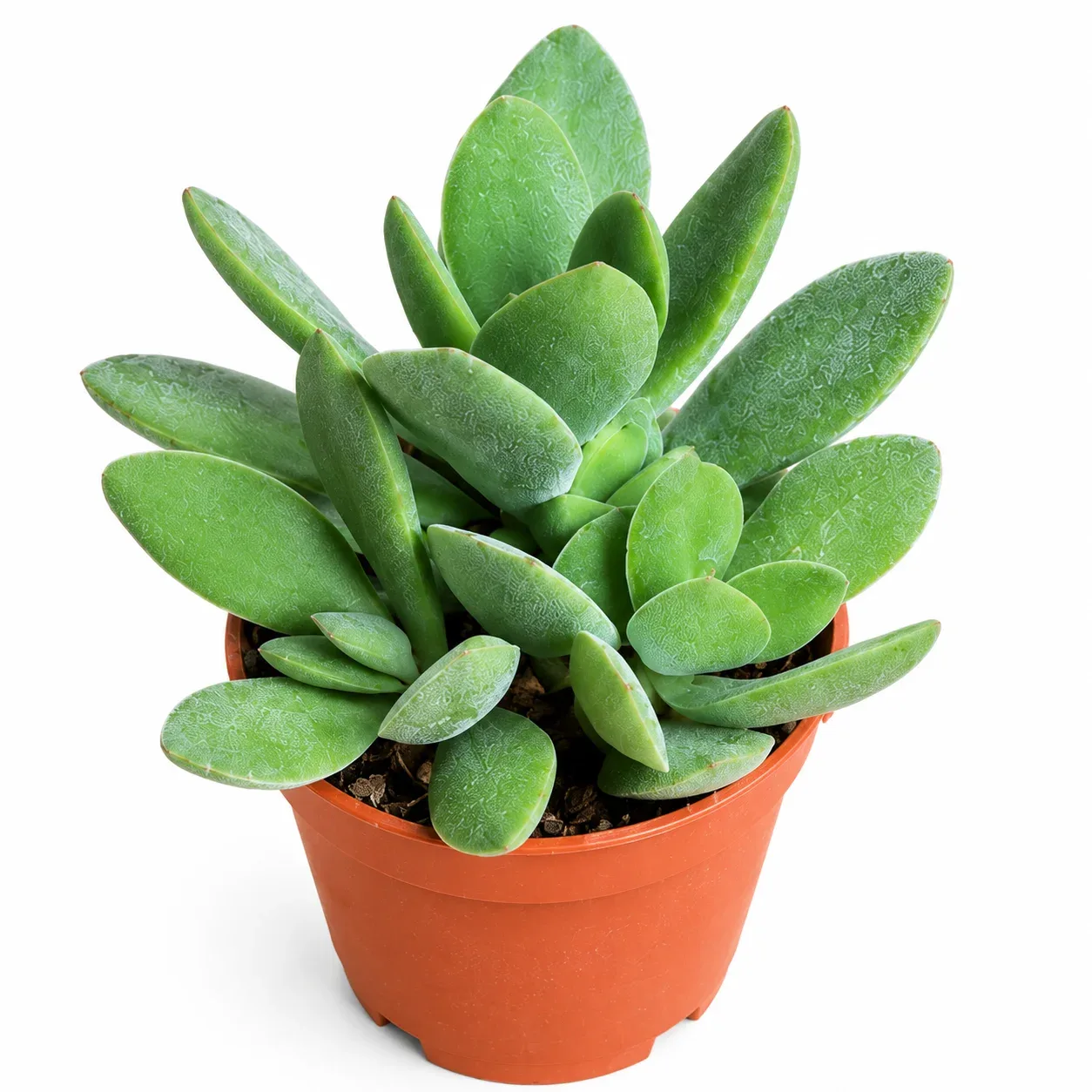 Crassula Swaziensis