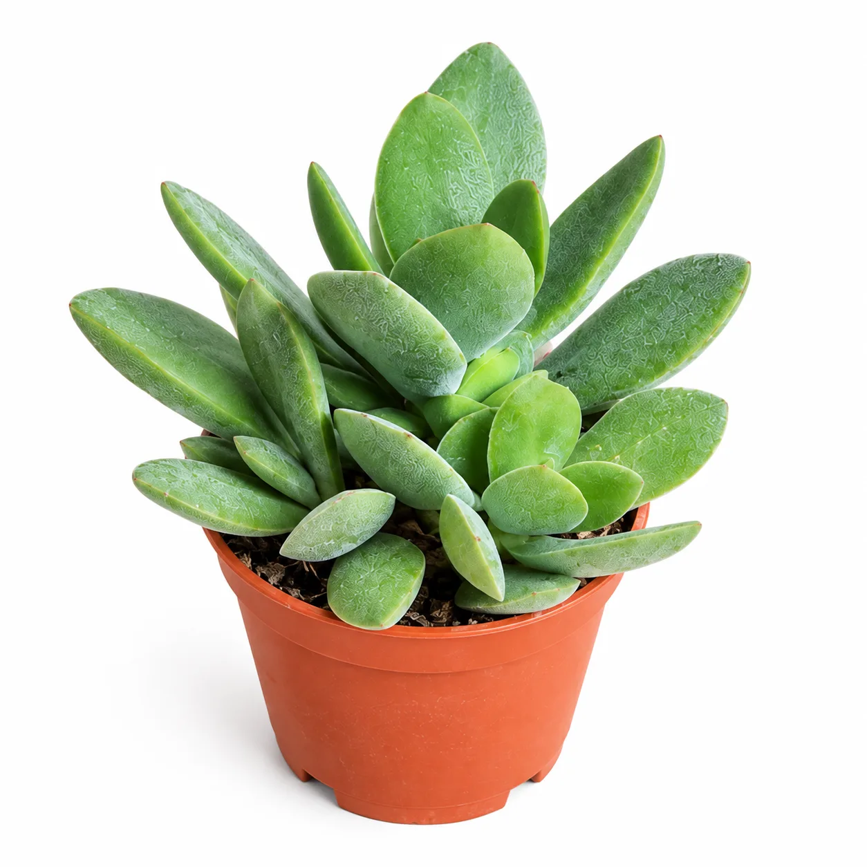Crassula Swaziensis