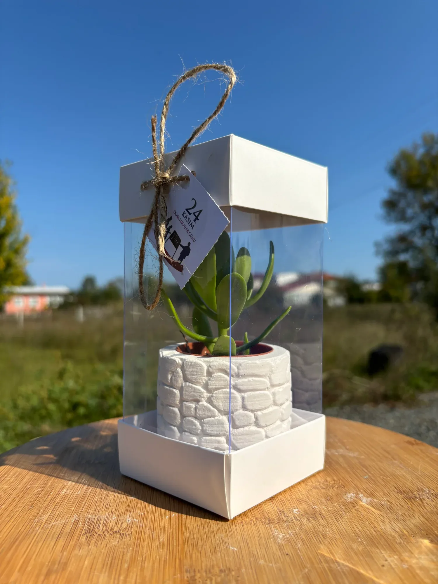 Öğretmenler Günü Özel Asetat Kutulu Beton(2) Saksılı Sukulent