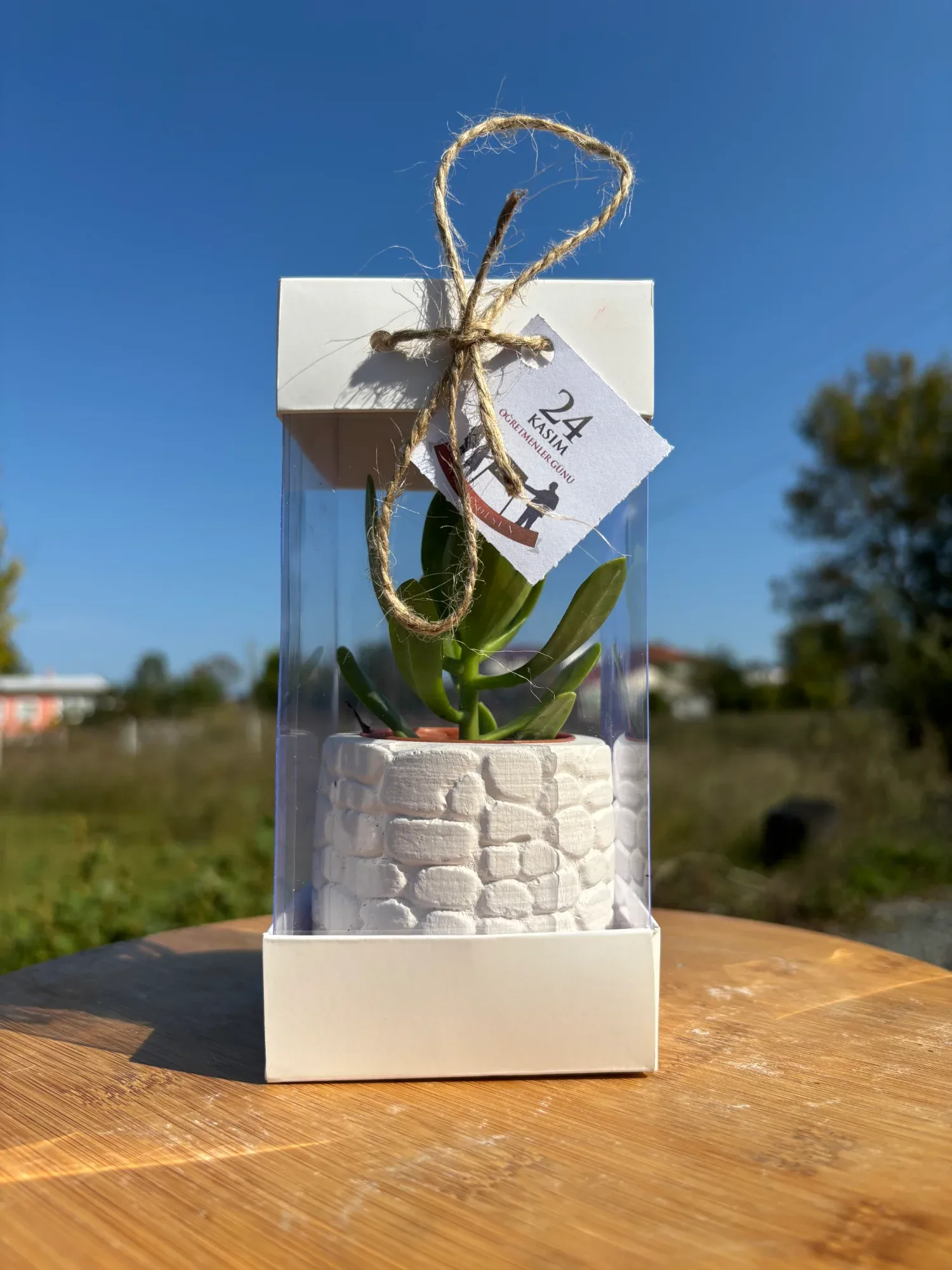 Öğretmenler Günü Özel Asetat Kutulu Beton(2) Saksılı Sukulent